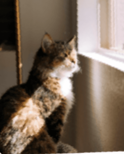 Tabby cat looking through a bright window