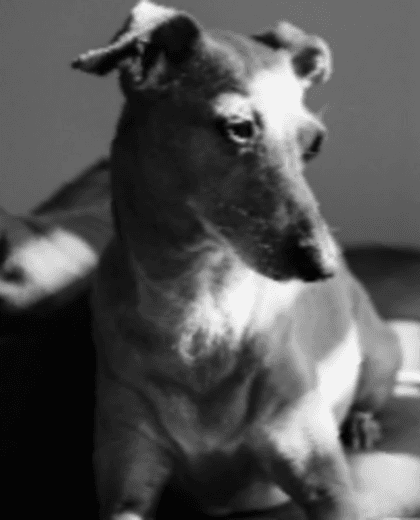 Dogs lifestyle photo